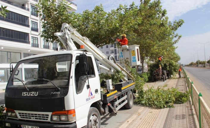 Kilis’te ağaçlar budanıyor