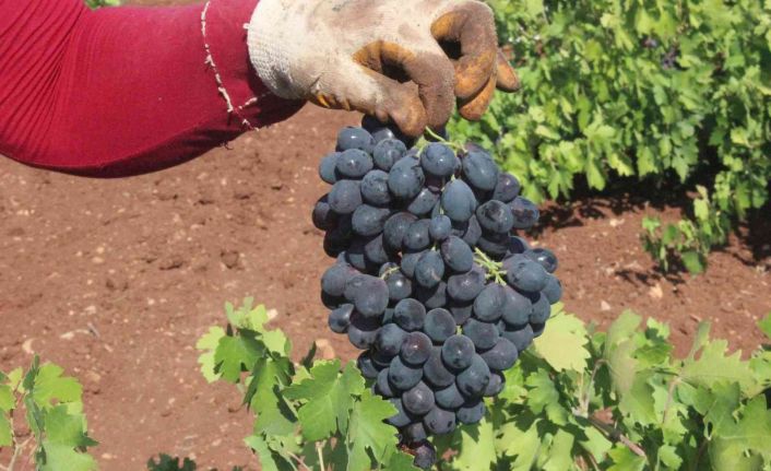 Kilis’te üzüm hasadının sonuna gelindi
