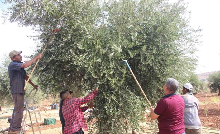 Kilis’te zeytin hasadının erken yapılmasıyla soğuk sıkım zeytinyağı üretimi de başladı