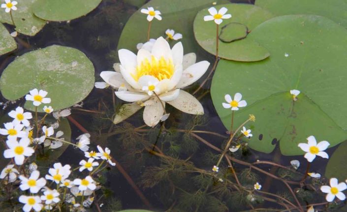 Konya’da 260 bitki ve çiçek "Cennetin Çiçekleri" kitabıyla gün yüzüne çıkarılacak