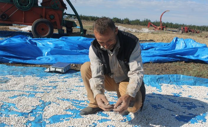 Manyas’ta Kazak fasulyesi hasadı başladı