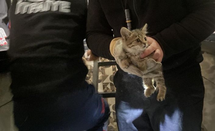 Muayeneye götürdüğü otomobilin tamponundan çıkan kediyi itfaiye kurtardı