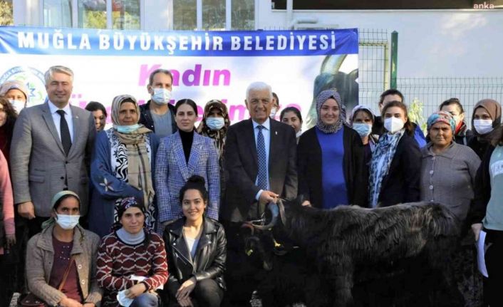 Muğla Büyükşehir Belediyesi Yatağan’da Kıl Keçisi dağıtıyor