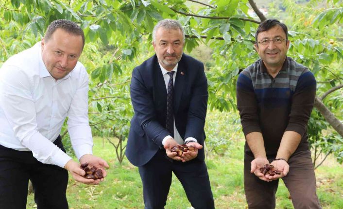 Nebiyan kestanesinde çeşit analizi devam ediyor