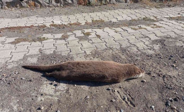 Nesli tükenme tehlikesi altında bulunan su samuru araba çarpması sonucu telef oldu