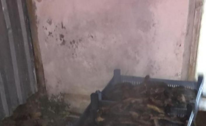 (Özel) Çanakkale’de kaçak deniz patlıcanı operasyonu