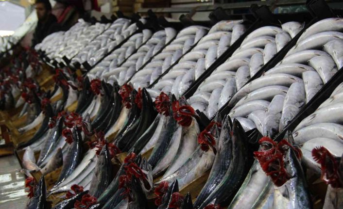 Palamut fiyatları dibe vurdu: 700 gram palamut 25 TL