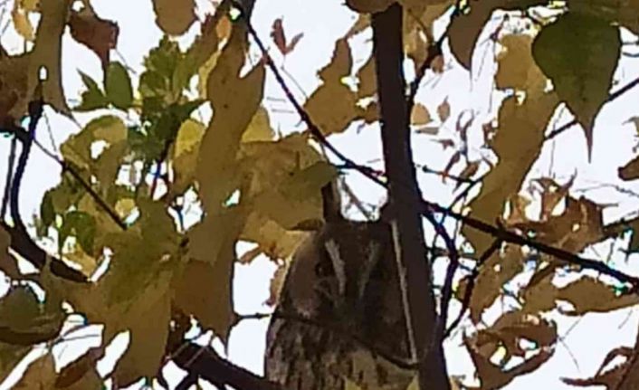 Saray’da kulaklı orman baykuşu görüntülendi