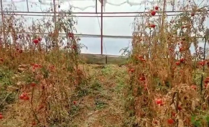 Serada cansız bedeni bulunan çiftçinin şüpheli ölümünde 3. kez gözaltına alınan şüpheli tutuklandı