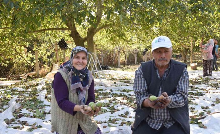 Sındırgı’da ceviz hasadı başladı...Rekolte iki katına çıktı