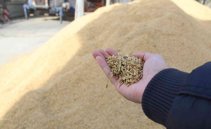 Sinop’ta çeltik kurutma işlemleri sürüyor