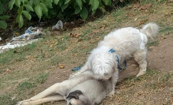 Tavşanlı’da 2 köpek, 1 tilki ve 1 kirpinin ölümü inceleniyor
