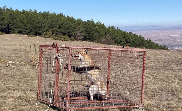 Tedavi edilen kızıl tilki doğaya salındı