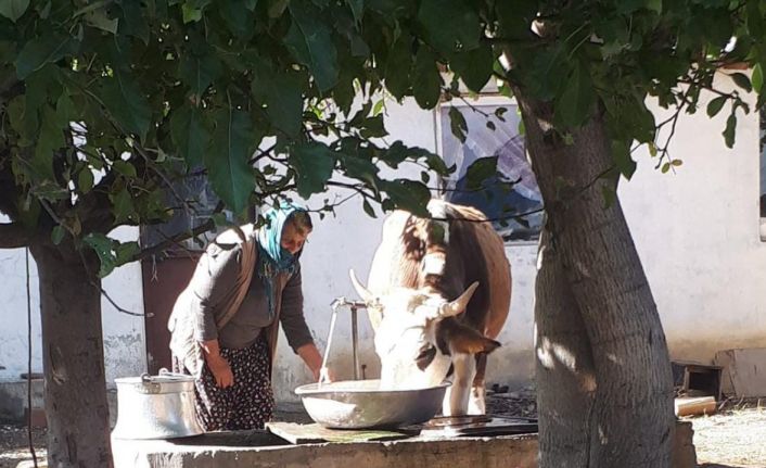 Tek geçim kaynaklarını yangında kaybetmişlerdi: O aileye kaymakamlık inek hediye etti