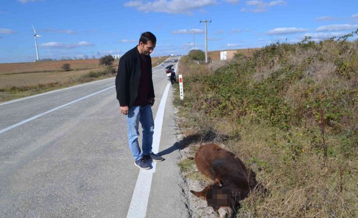 Tekirdağ yürek burkan görüntü: Arabanın çarptığı eşek ölüme terk edildi