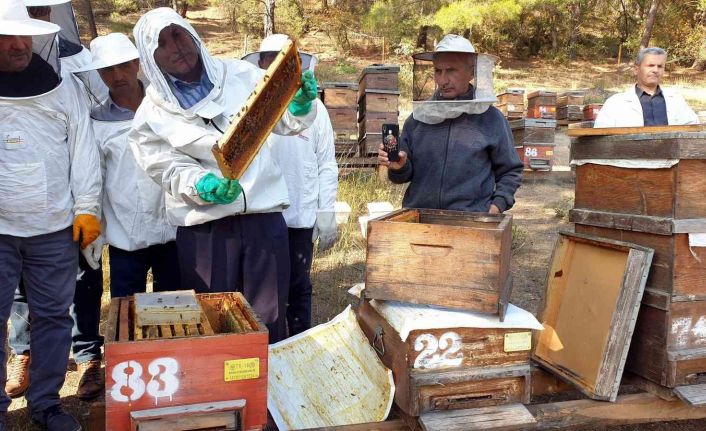 Türkiye dünyada 3.sırada..8 milyon koloni var