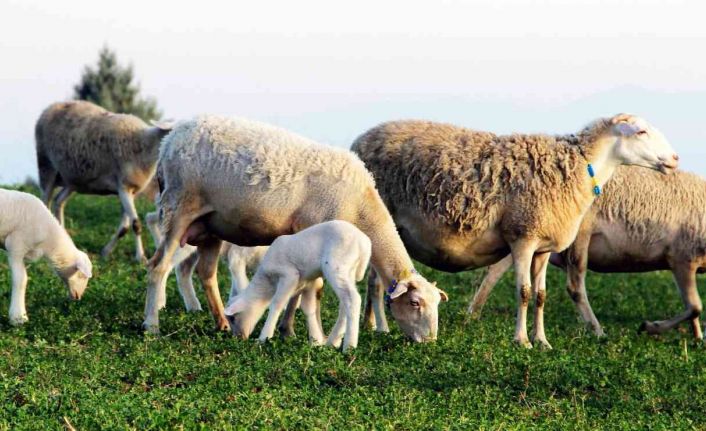 Yalova kıvırcığı koyunu ırkı resmen tescillendi