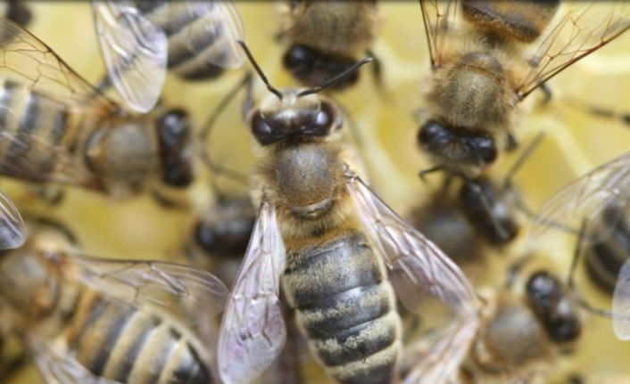 Yığılca arısı tescillendi