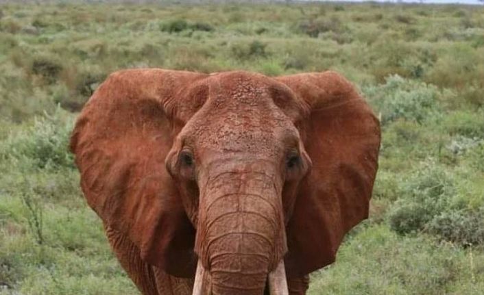 Afrika’nın en büyük tusker cinsi dişi fili olduğuna inanılan ’Dida’ öldü