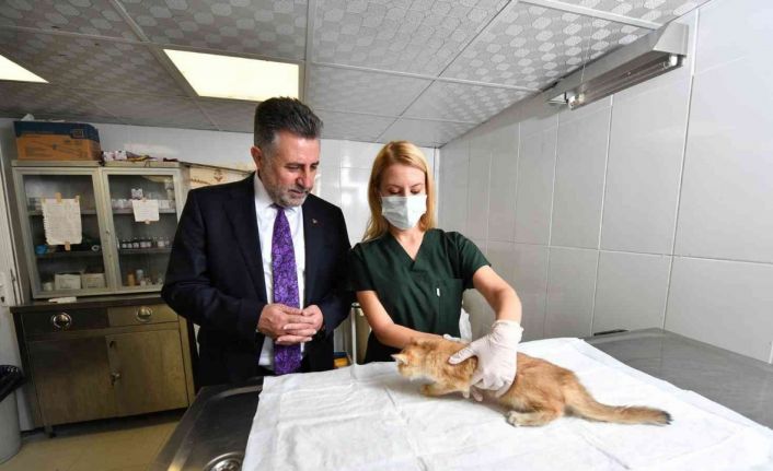 Bayraklı’da 5 ayda bin 250 sokak hayvanı tedavi edildi