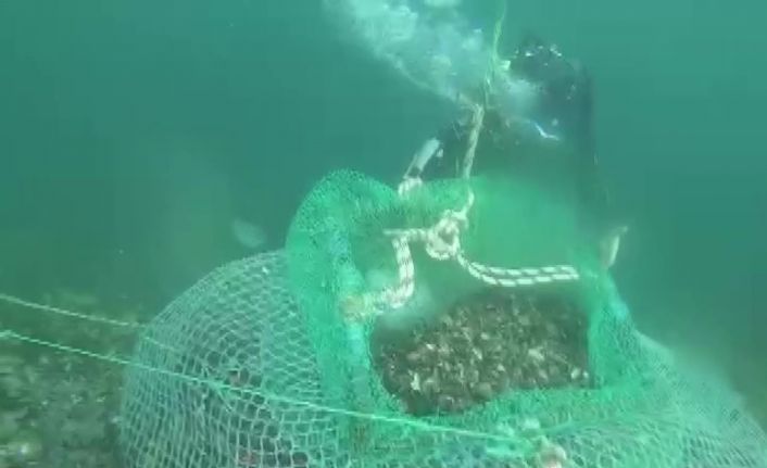 Beykoz’da kaçak avladıkları 1 ton midyeyi denizin 7 metre derinliğine sakladılar