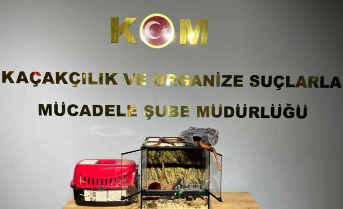 Bursa’da hayvan kaçakçılarına yönelik yapılan operasyonda tropikal papağan ve mısır yılanı ele geçirildi