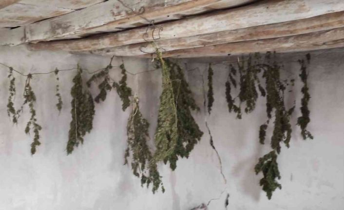 Çiftlik evinde Hint kenevirini çamaşır asar gibi asarak kurutan zanlılar suçüstü yakalandı