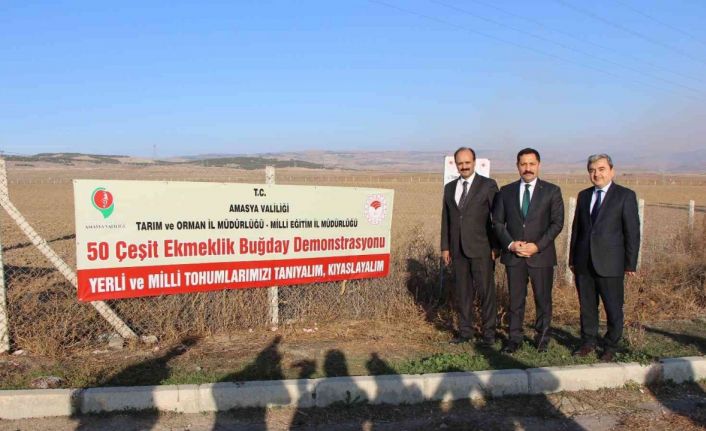 En verimli yerli ve milli buğday tohumunu belirlemek için 50 çeşit ekildi