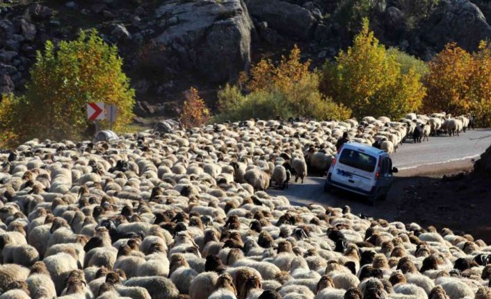 Göçerlerin dönüş yolculuğu