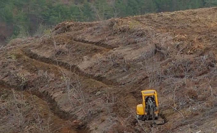 Hatay’da yanan ormanlık alanlar yeşilleniyor