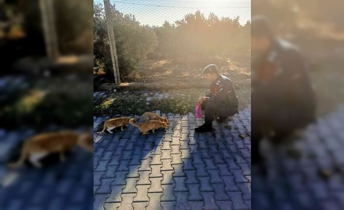 Jandarma, ‘can dostların’ yanında