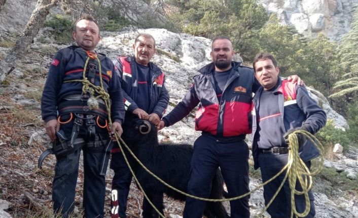 Kayalıklarda mahsur kalan 7 keçi kurtarıldı