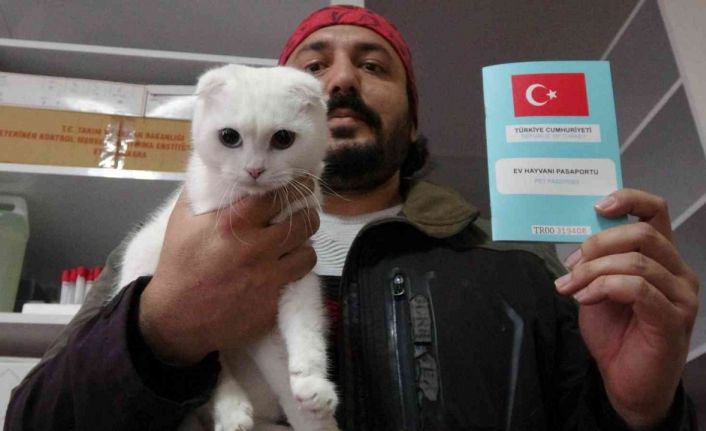 Kedi ve köpek sahipleri dikkat, yasal süre 31 Aralık’ta doluyor