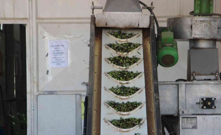 Kilis’te zeytinyağı fabrikaları tam kapasite çalışıyor