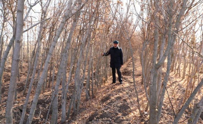 Kocasinan Belediyesi; Kuru Yaprakları Gübreye Dönüştürüyor