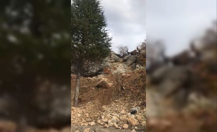 Koruma altındaki dağ keçileri kent merkezinde görüntülendi