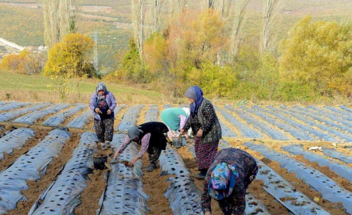 Nilüfer Belediyesi’nden kadın üreticilere 100 bin çilek fidesi