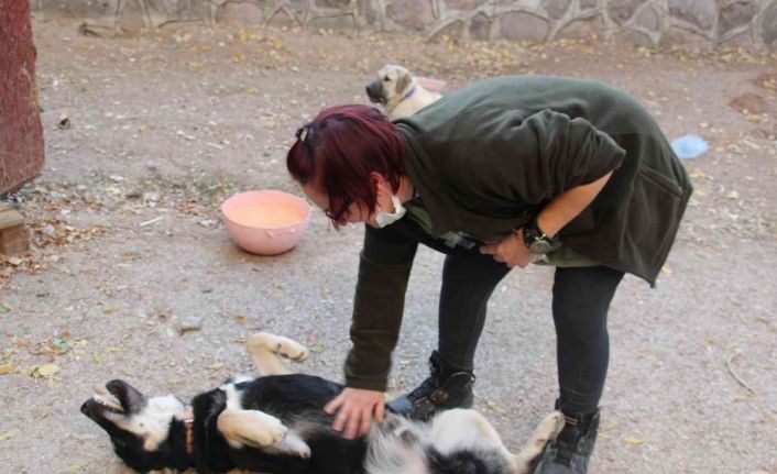 Öğretim Görevlisi Altınbaş, kendi imkanlarıyla kampüsteki köpeklere bakıyor