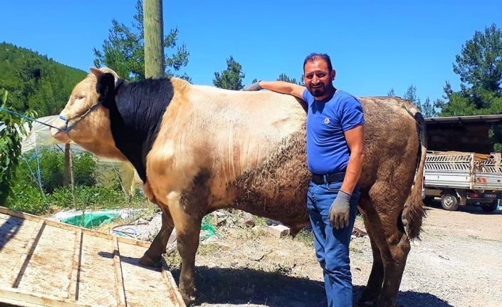 Orta refüje çıkan otomobil takla attı: 1 ölü, 1 yaralı
