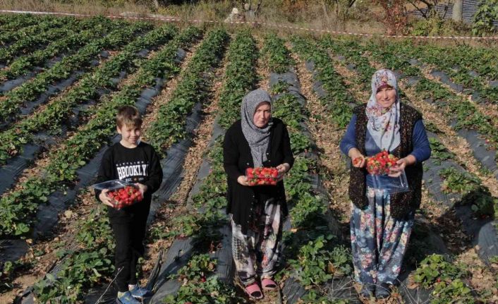 (Özel) Köylü kadınların hayatı bir fide ile değişti...Köyün tamamı 7 ay çilek üretiyor