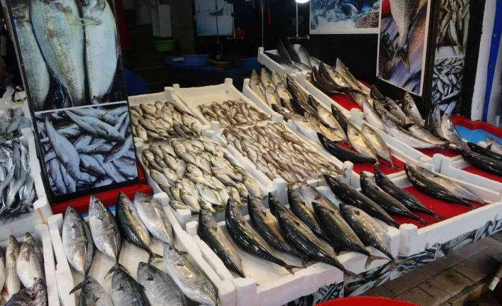 Palamut avında düşüş, diğer balık çeşitlerinin avında ise artış yaşanıyor