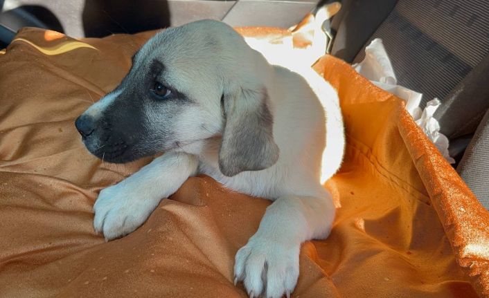 Park halinde otomobilin altında ezilen köpeğe şefkat eli