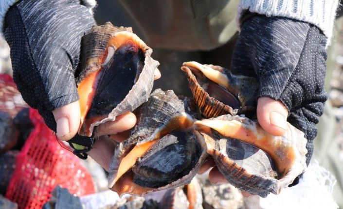 Samsun’dan salyangoz ihracatı