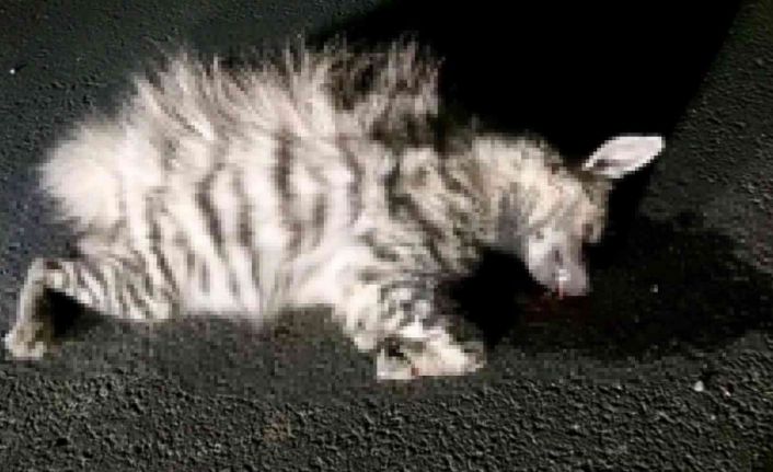 Şanlıurfa’da otomobilin çarptığı çizgili sırtlan telef oldu