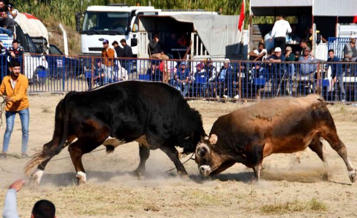Söke’de boğa güreşi heyecanı yaşandı