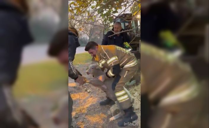 Su kanalına düşen kuzu için yolu kazdılar
