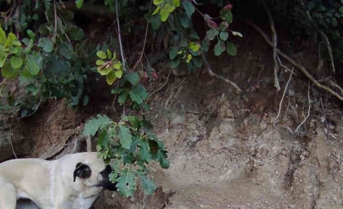 Sular altında kalacak olan ilçedeki sokak hayvanları için gönüllüler harekete geçti
