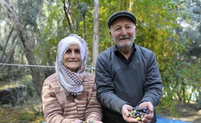 80’i aşan yaşlarına rağmen ağaçların tepesine çıkarak zeytin hasadı yapıyorlar