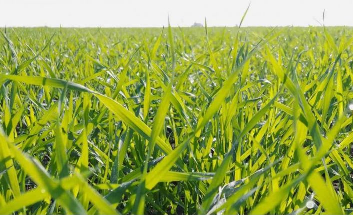 Adana’da tarlalar yeşile büründü... Buğdayda 700 bin ton rekolte bekleniyor