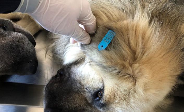 Akşehir’de 872 sokak köpeği kısırlaştırılıp küpelendi
